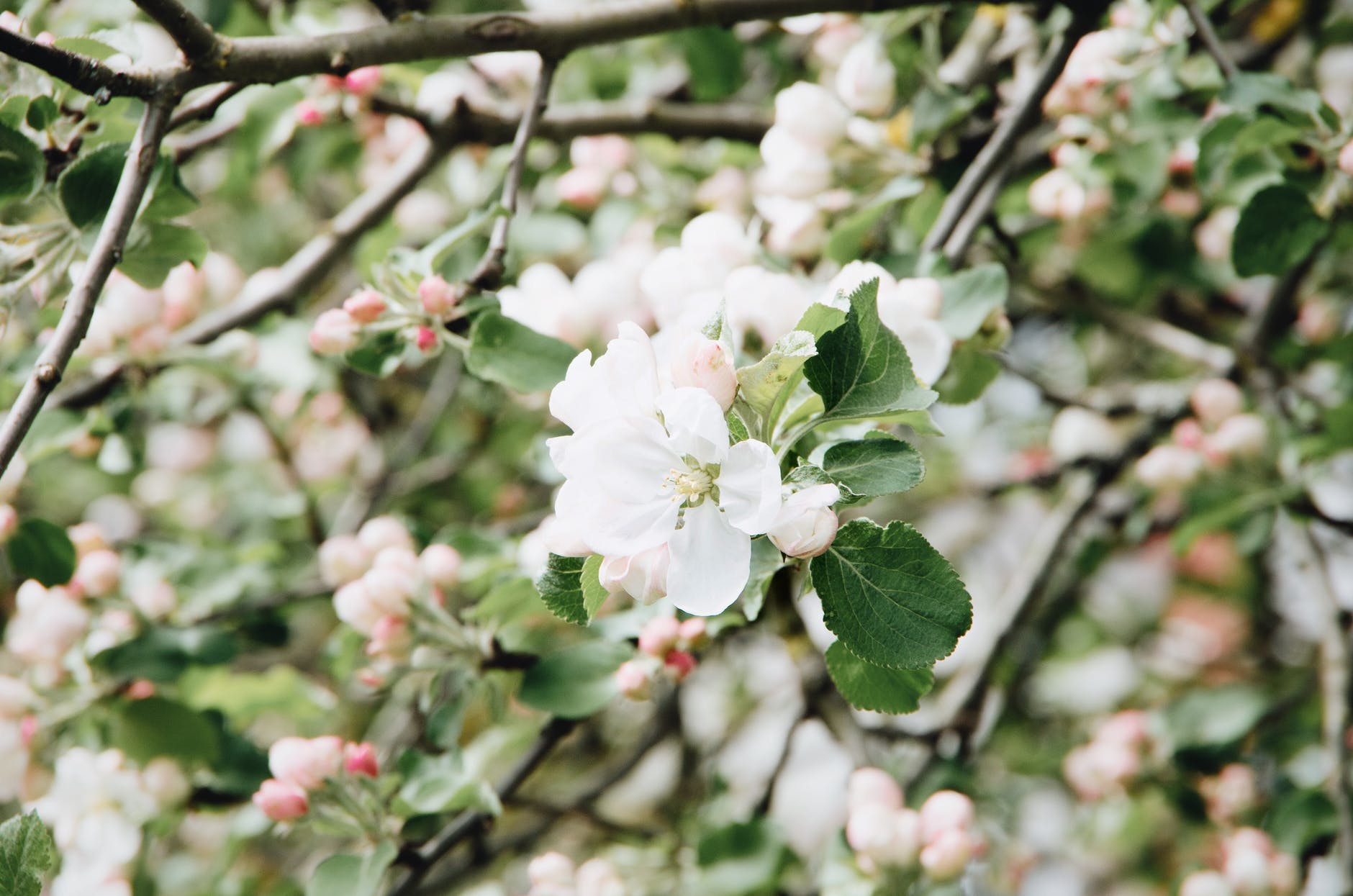 fragrant white flowers of blossoming sakura tree